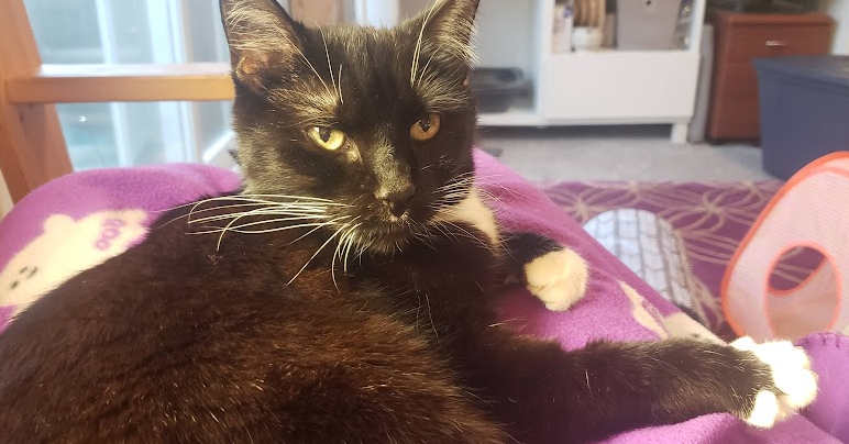 A photo of a black and white cat (ChoCho)